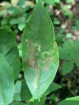 Image of Stigmella prunifoliella (Clemens 1861) Newton et al. 1982