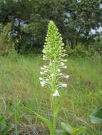 Image of Habenaria zambesina Rchb. fil.