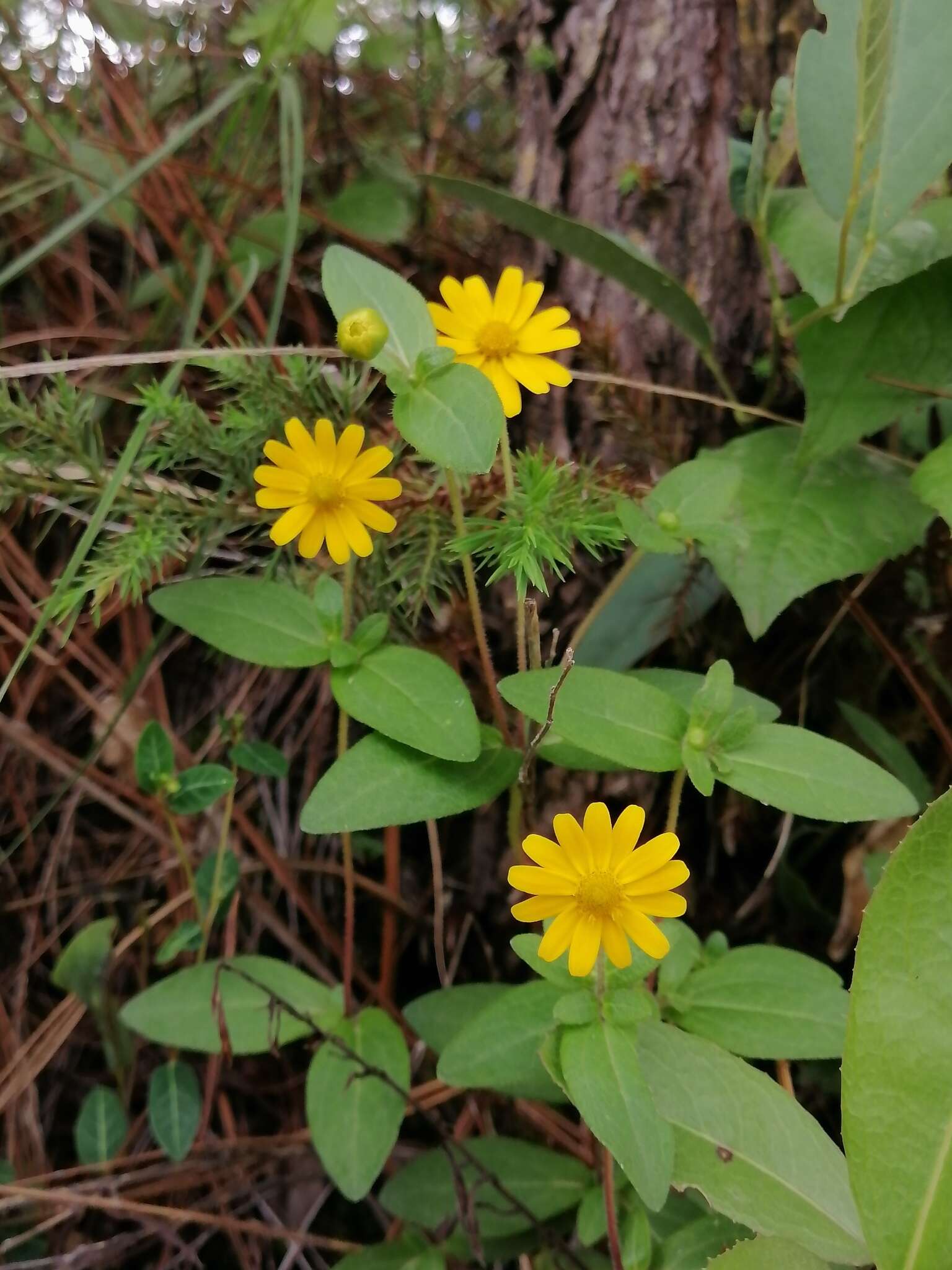 Image of Melampodium montanum Benth.