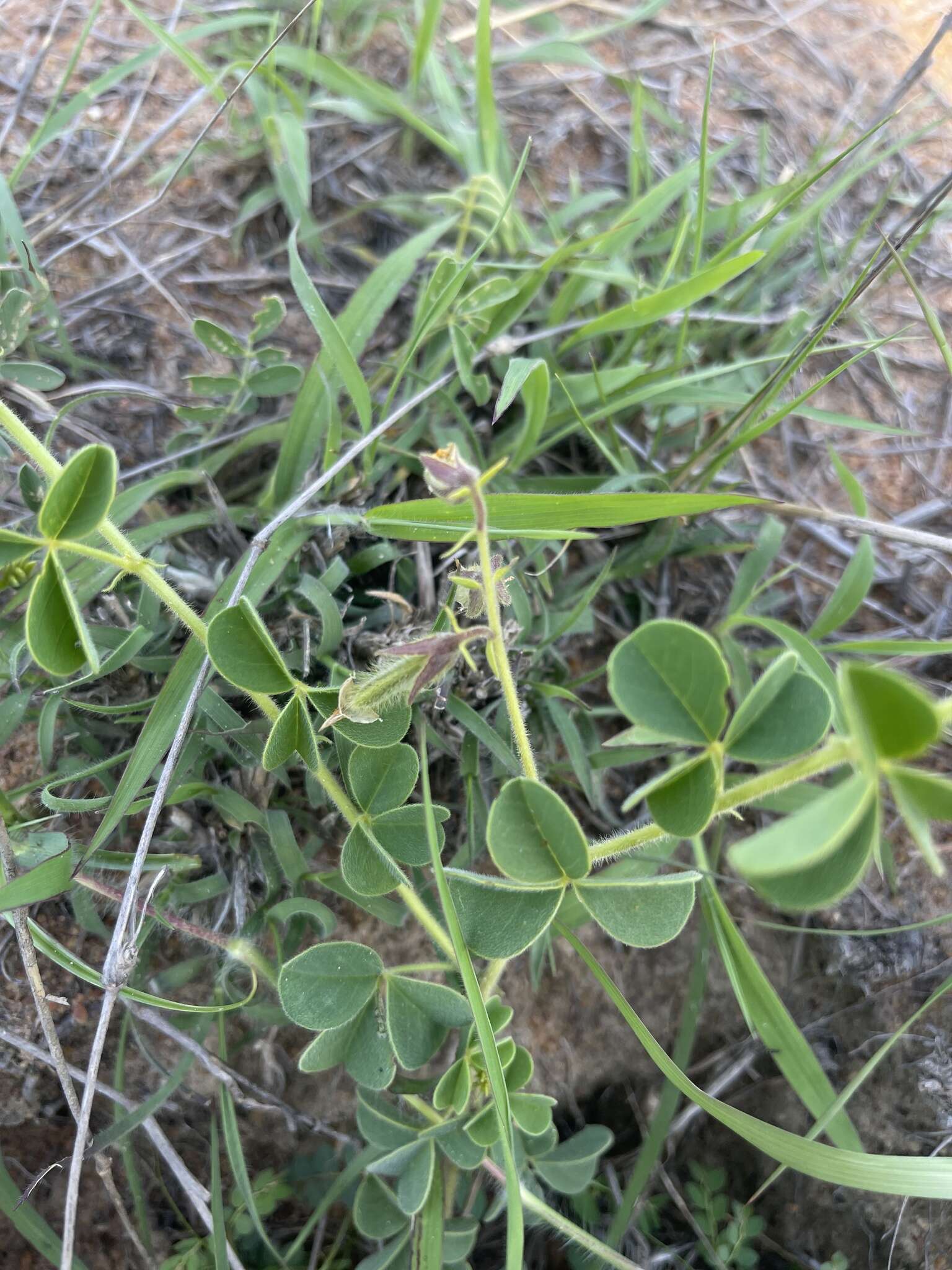 Image of Crotalaria lotoides Benth.