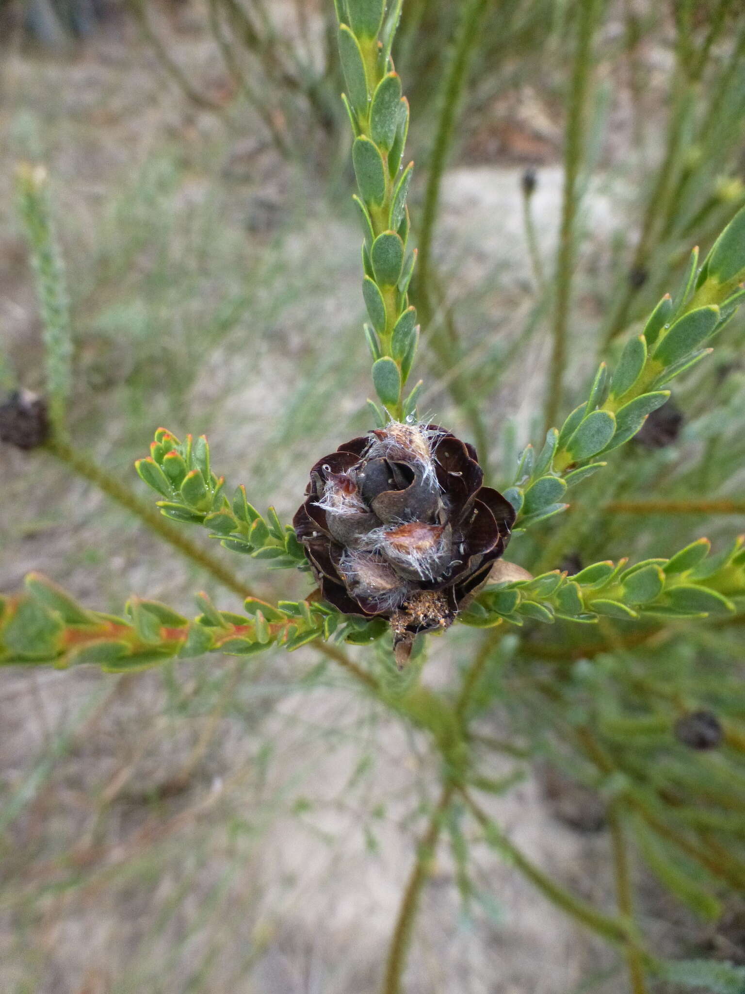 Image of Leucadendron thymifolium (Salisb. ex Knight) I. J. M. Williams