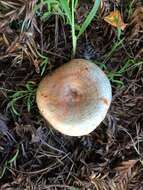 Image of Lactarius deliciosus (L.) Gray