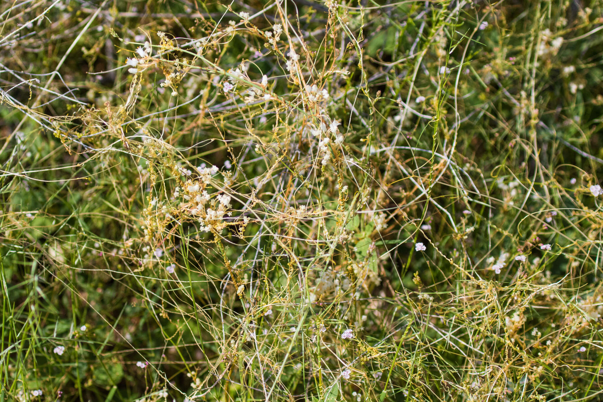 Imagem de Cuscuta tuberculata T. S. Brandegee