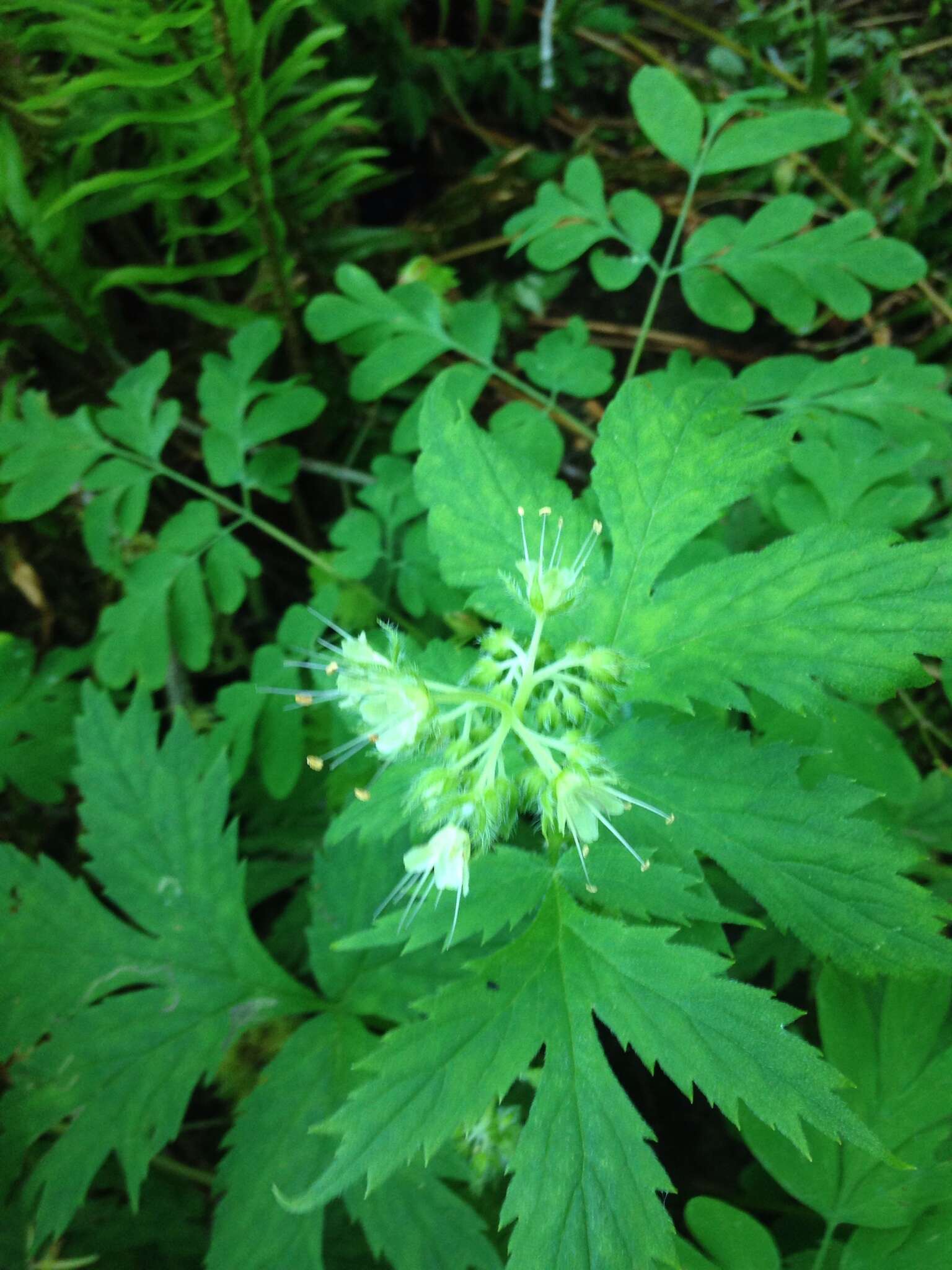 Image of Pacific waterleaf