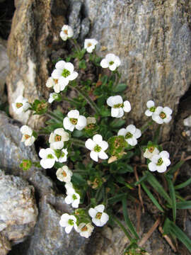 Image of scree saxifrage