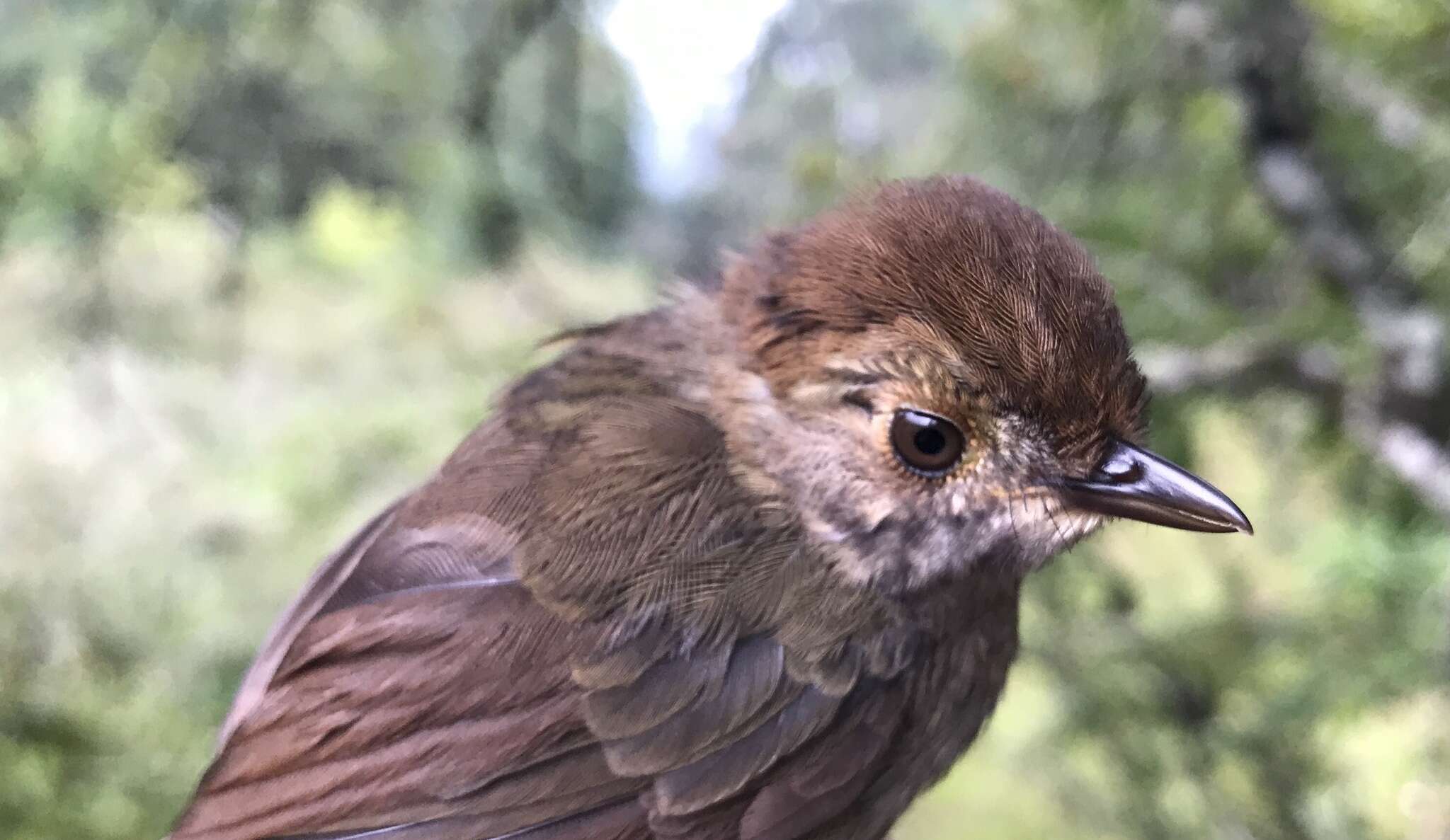 Image of Dusky Fulvetta