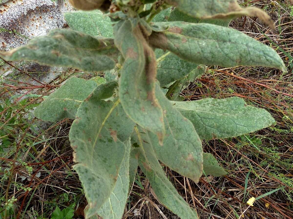 Image of orange mullein