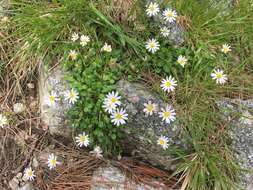 Image de Bellium fausse pâquerette