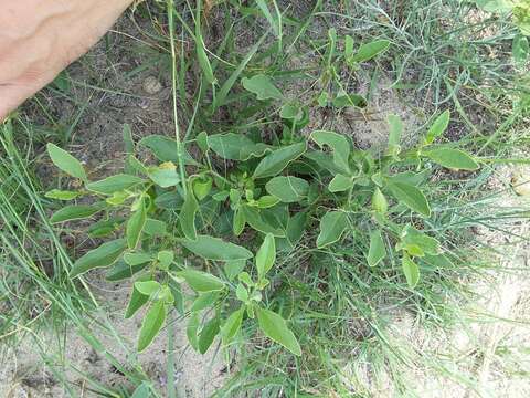 Plancia ëd Physalis pumila var. hispida (Waterf.) J. R. Sullivan