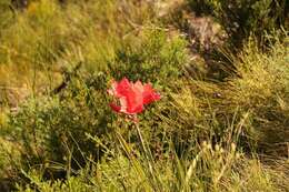 Image of George lily, Scarborough lily