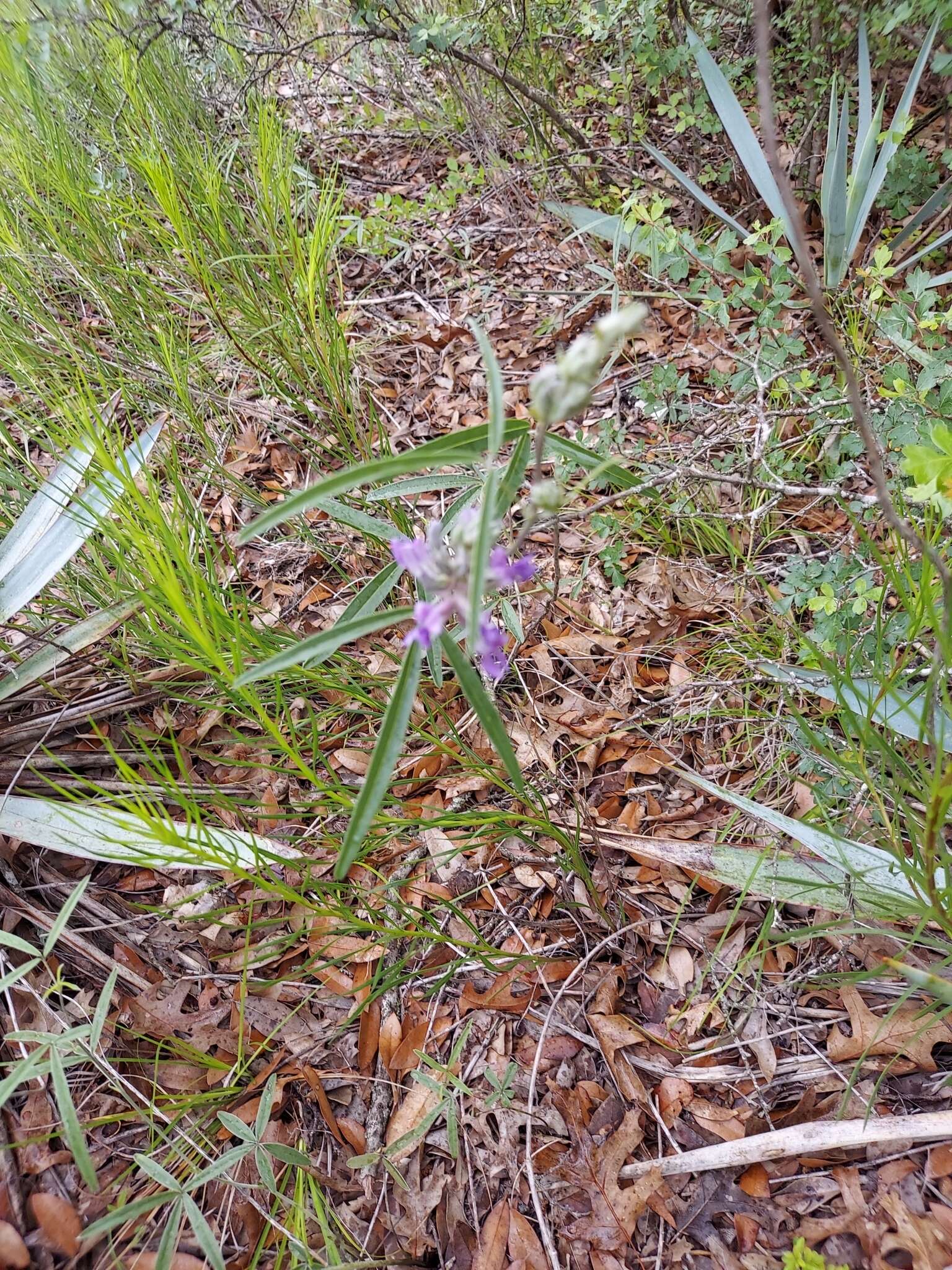 Imagem de Psoralea cyphocalyx A. Gray