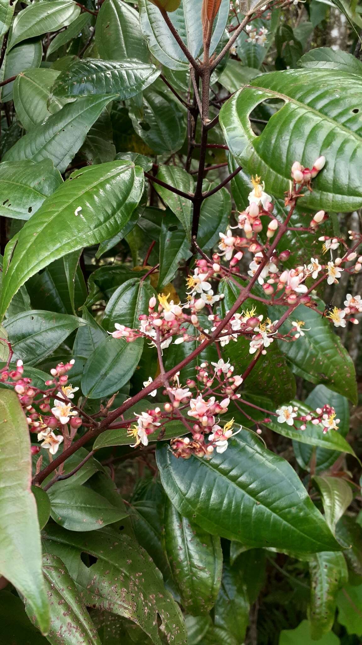 Miconia mexicana (Bonpl.) Naud.的圖片