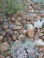 Image of Southern mountain wild-buckwheat