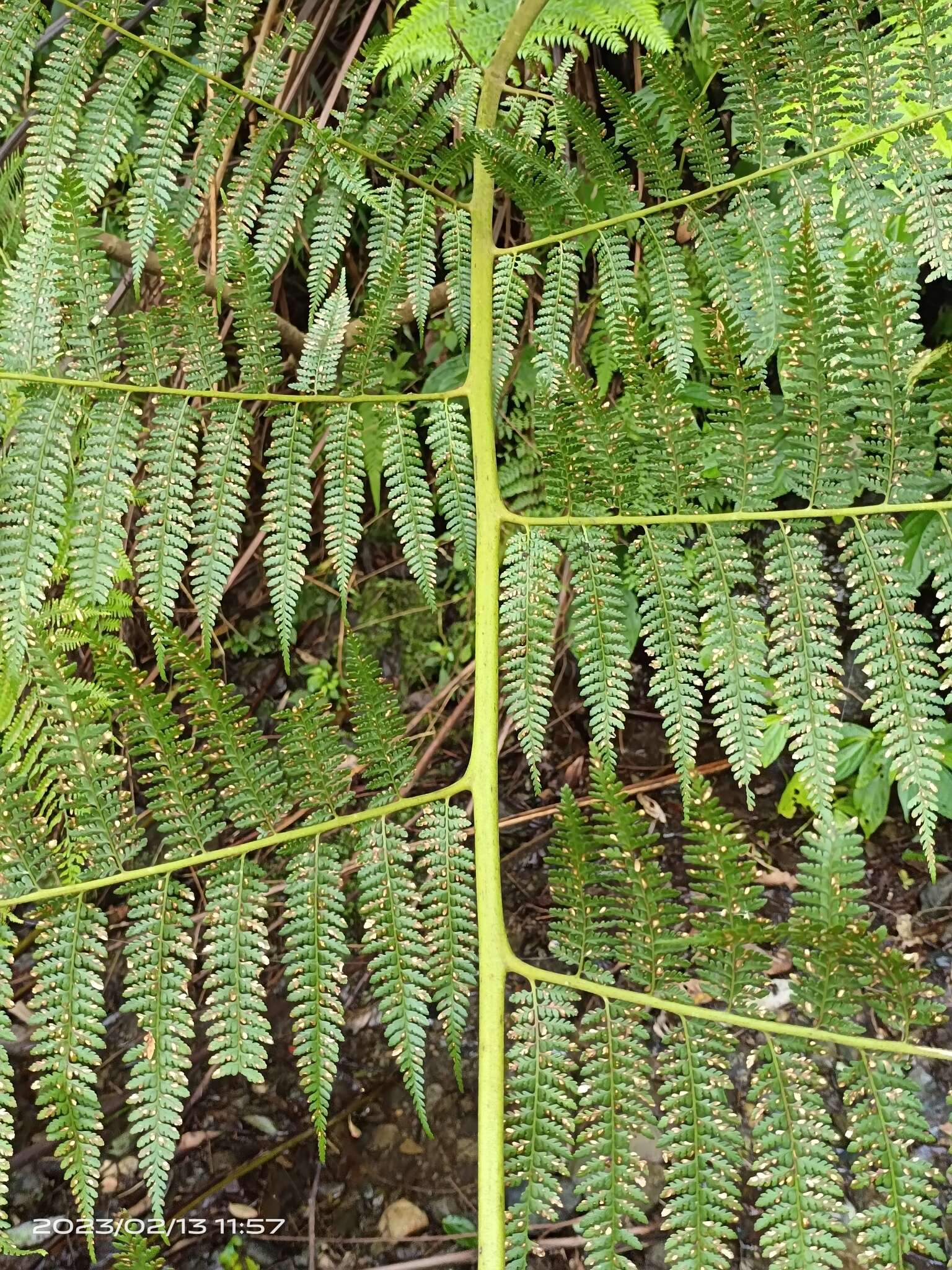 Image of Microlepia smithii (Hook.) Y. H. Yan