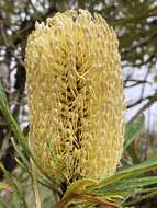 Image of northern banksia