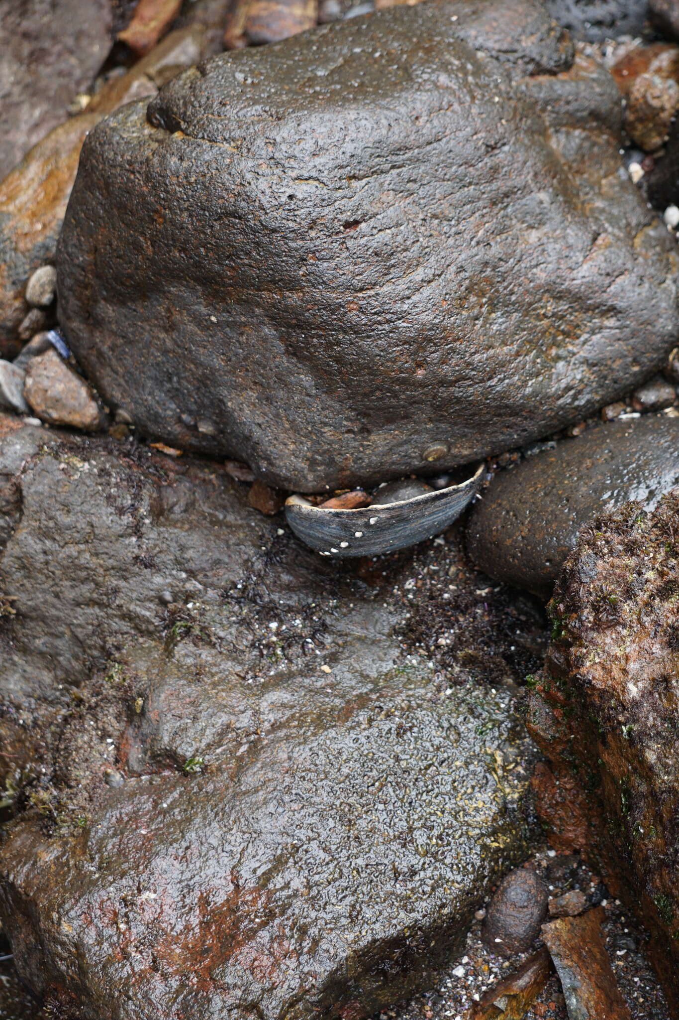 Image of Black Abalone