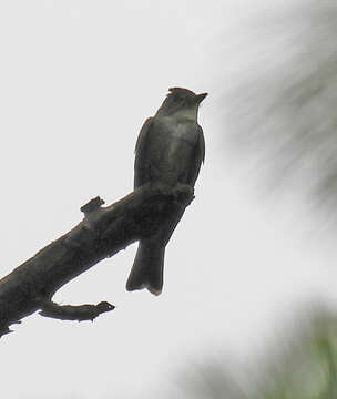 Image of Eastern Wood Pewee