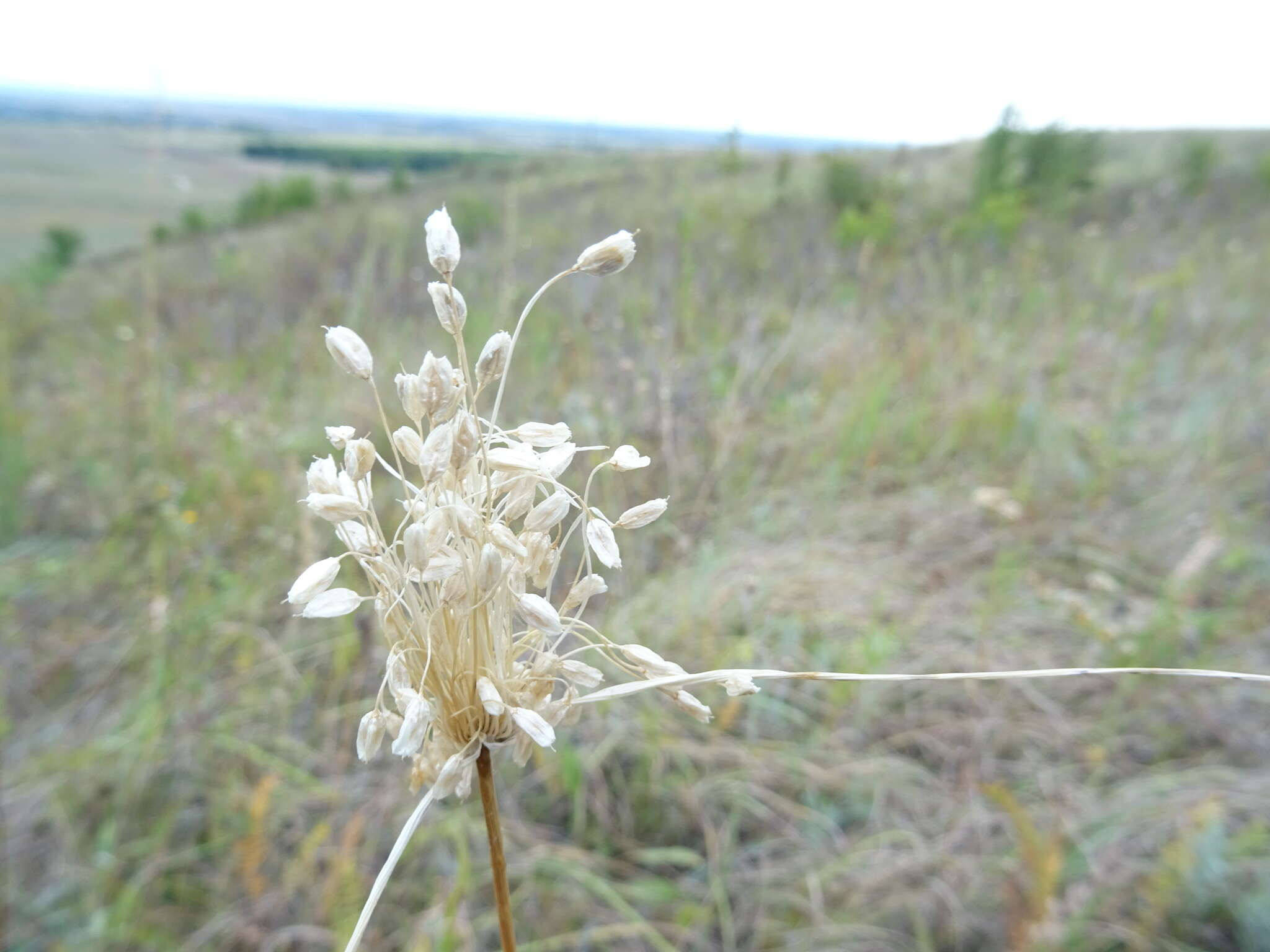 Image of Allium podolicum Blocki ex Racib. & Szafer