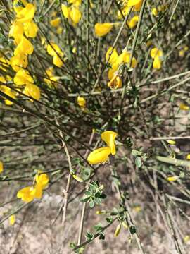 Слика од Cytisus grandiflorus (Brot.) DC.