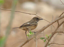 صورة Saxicola rubicola rubicola (Linnaeus 1766)