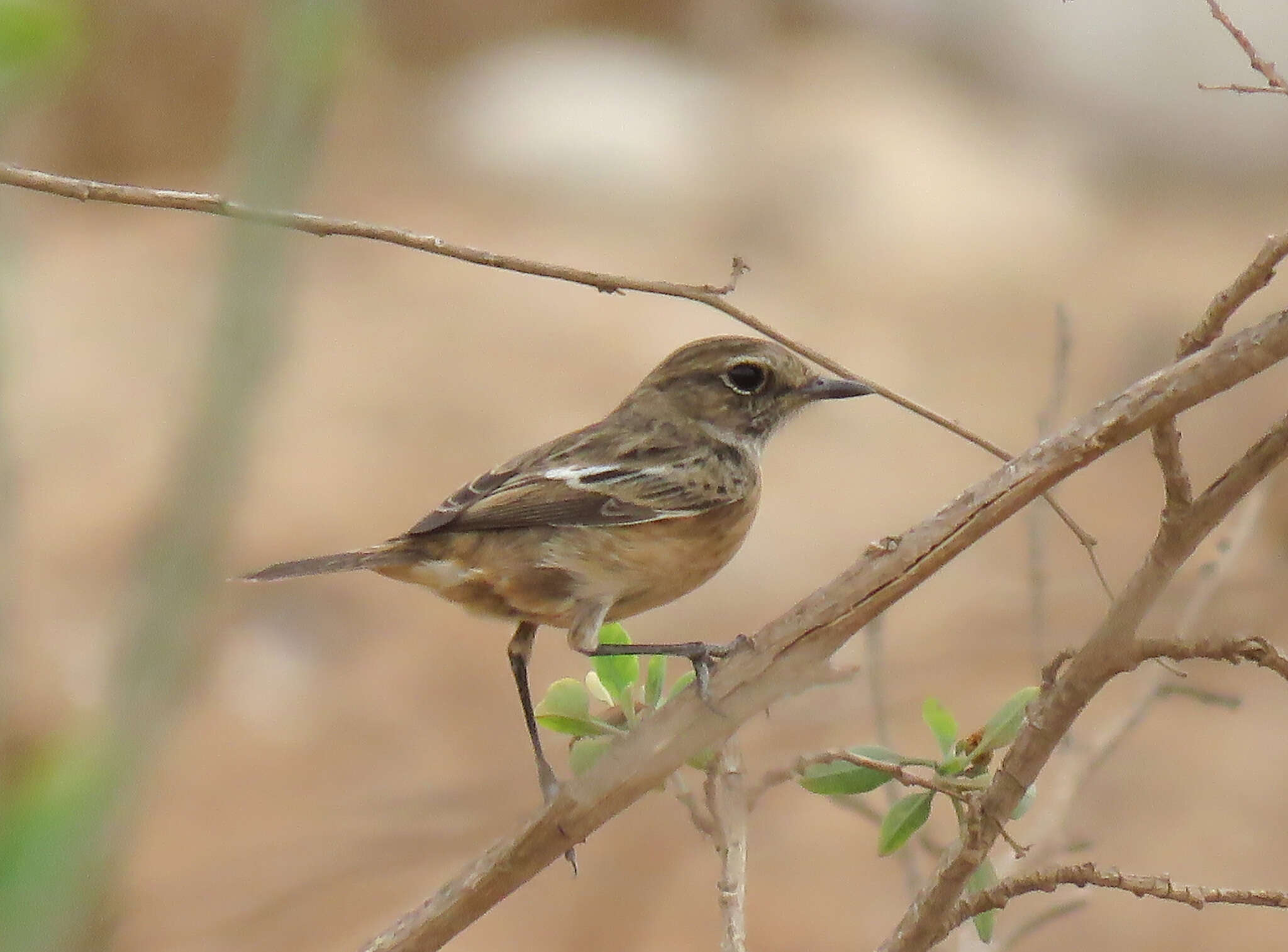 صورة Saxicola rubicola rubicola (Linnaeus 1766)