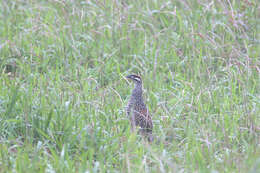 Image of Chinese Francolin