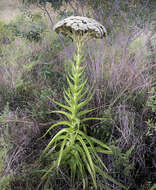 Sivun Crassula acinaciformis Schinz. kuva