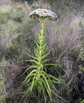 Sivun Crassula acinaciformis Schinz. kuva