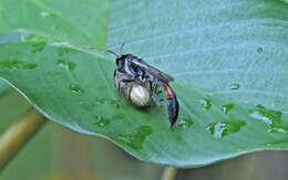 Image de Trypoxylon petiolatum F. Smith 1858