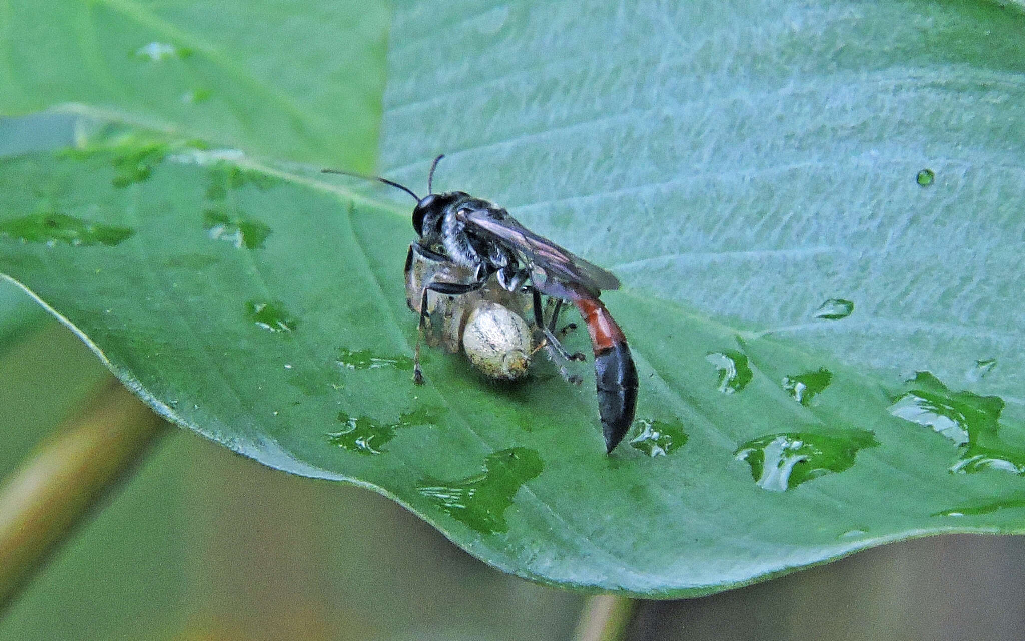 Plancia ëd Trypoxylon petiolatum F. Smith 1858