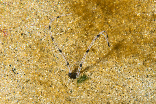 Image of Mesochaetopterus rogeri Martin, Gil, Carreras-Carbonell & Bhaud 2008