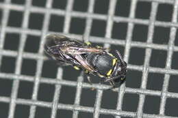 Hylaeus modestus Say 1837 resmi