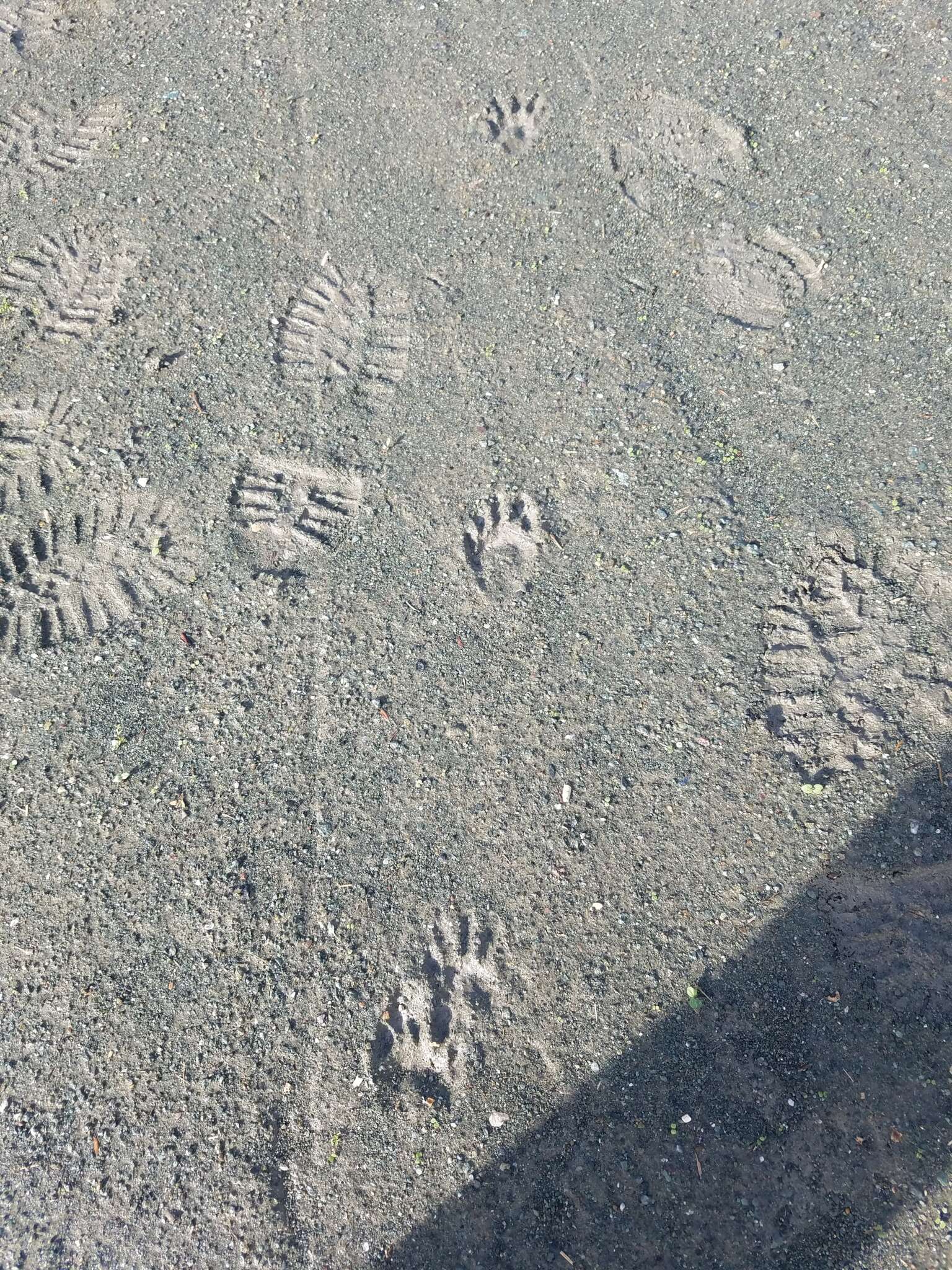 Image of California Raccoon