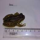 Sivun Gastrotheca riobambae (Fowler 1913) kuva