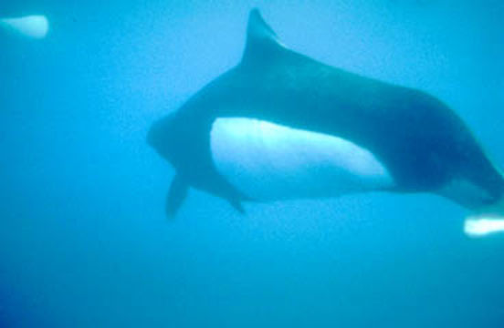 Image of Dall's Porpoise