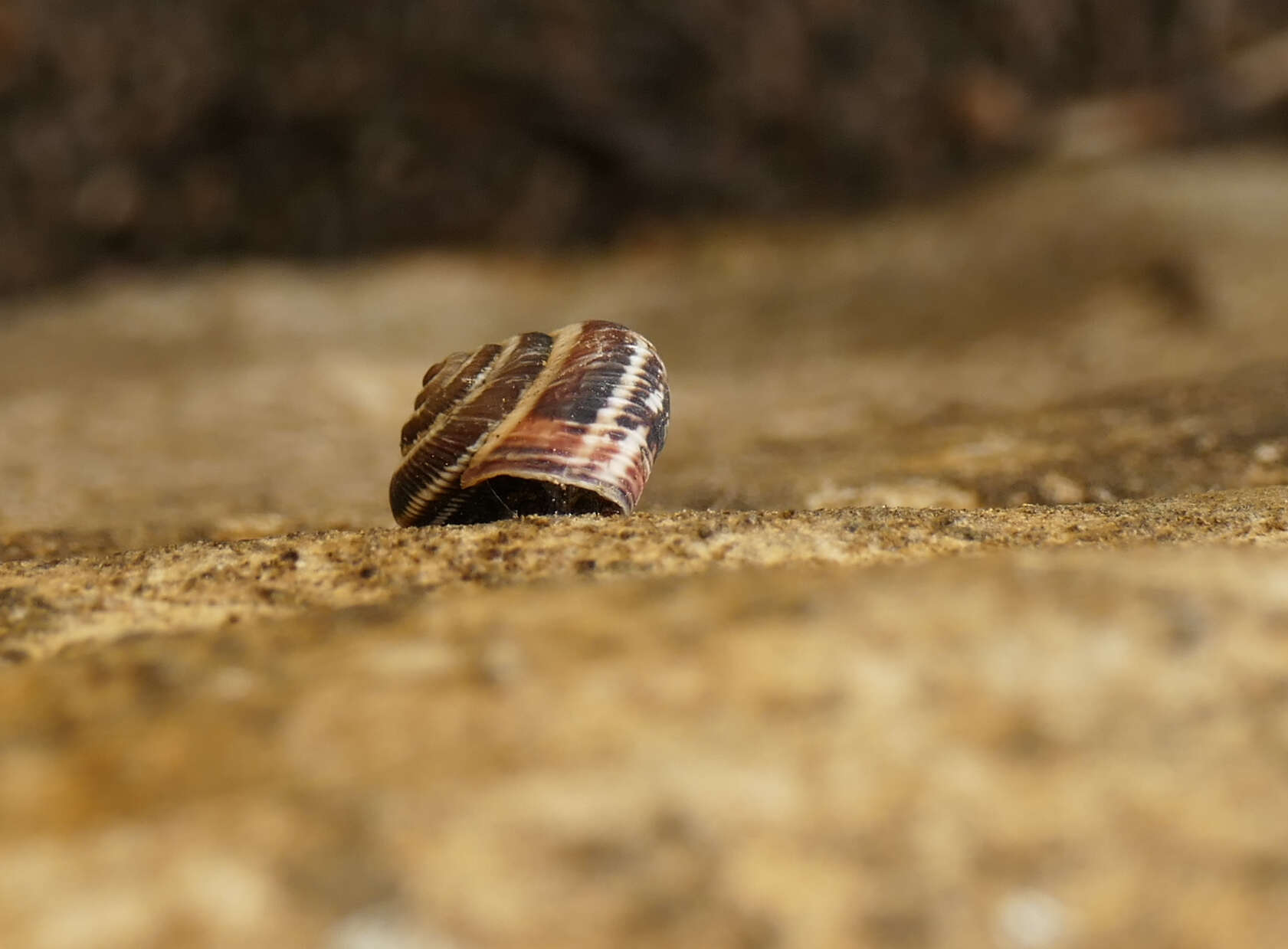 Image of Snail