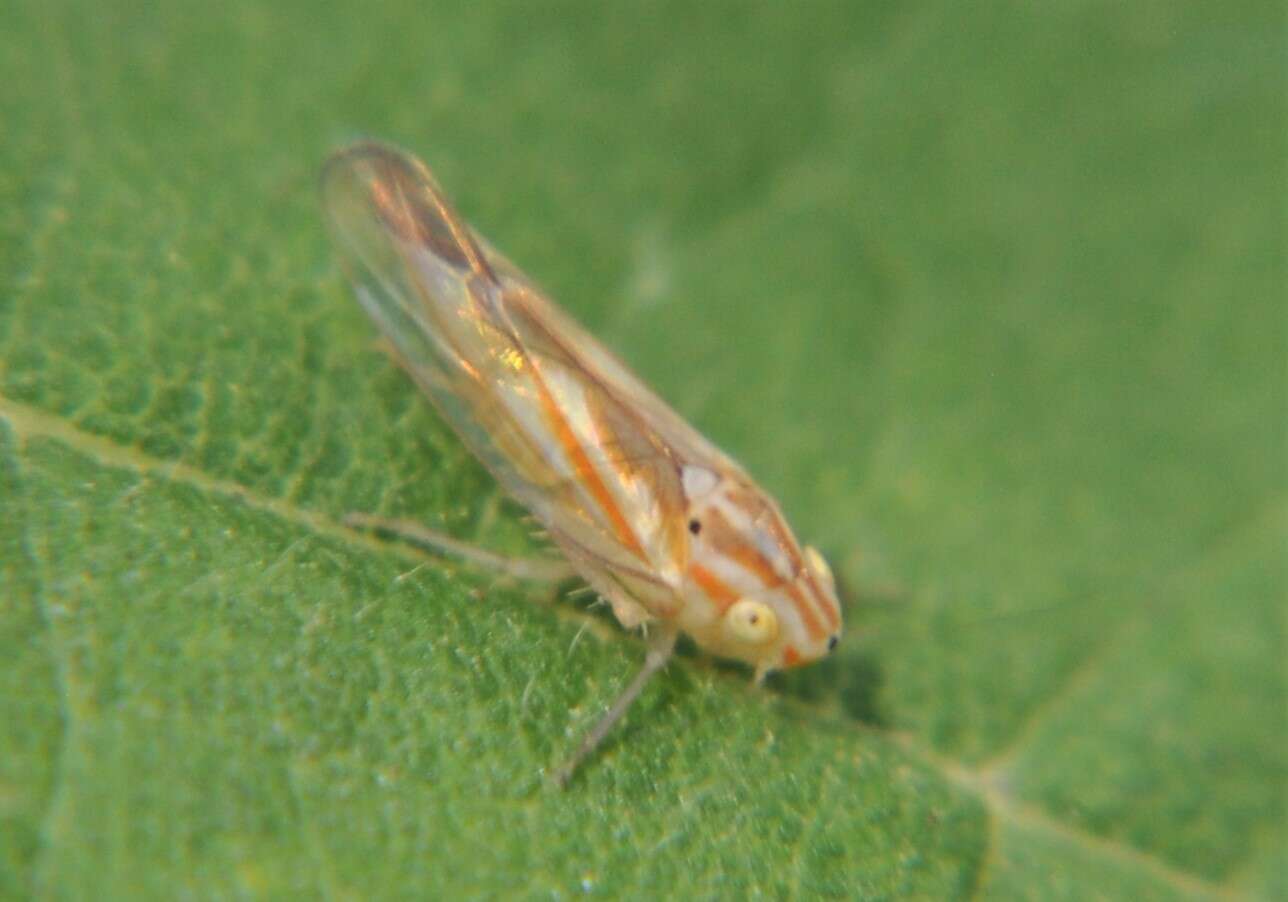 Sivun Neocoelidia bilobata (De Long 1953) kuva