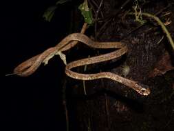 Image of Blunt-head Slug Snake