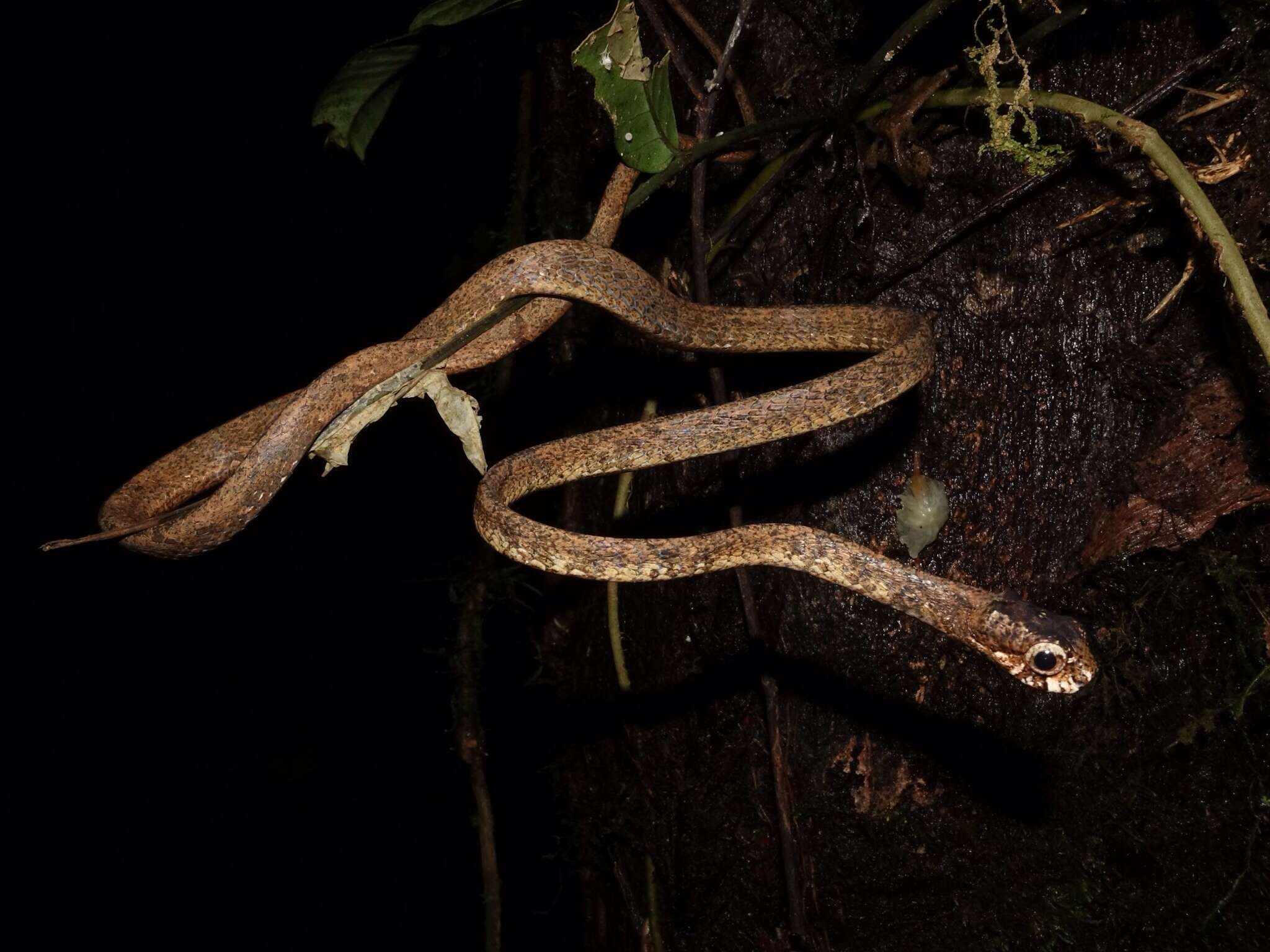 Image of Blunt-head Slug Snake