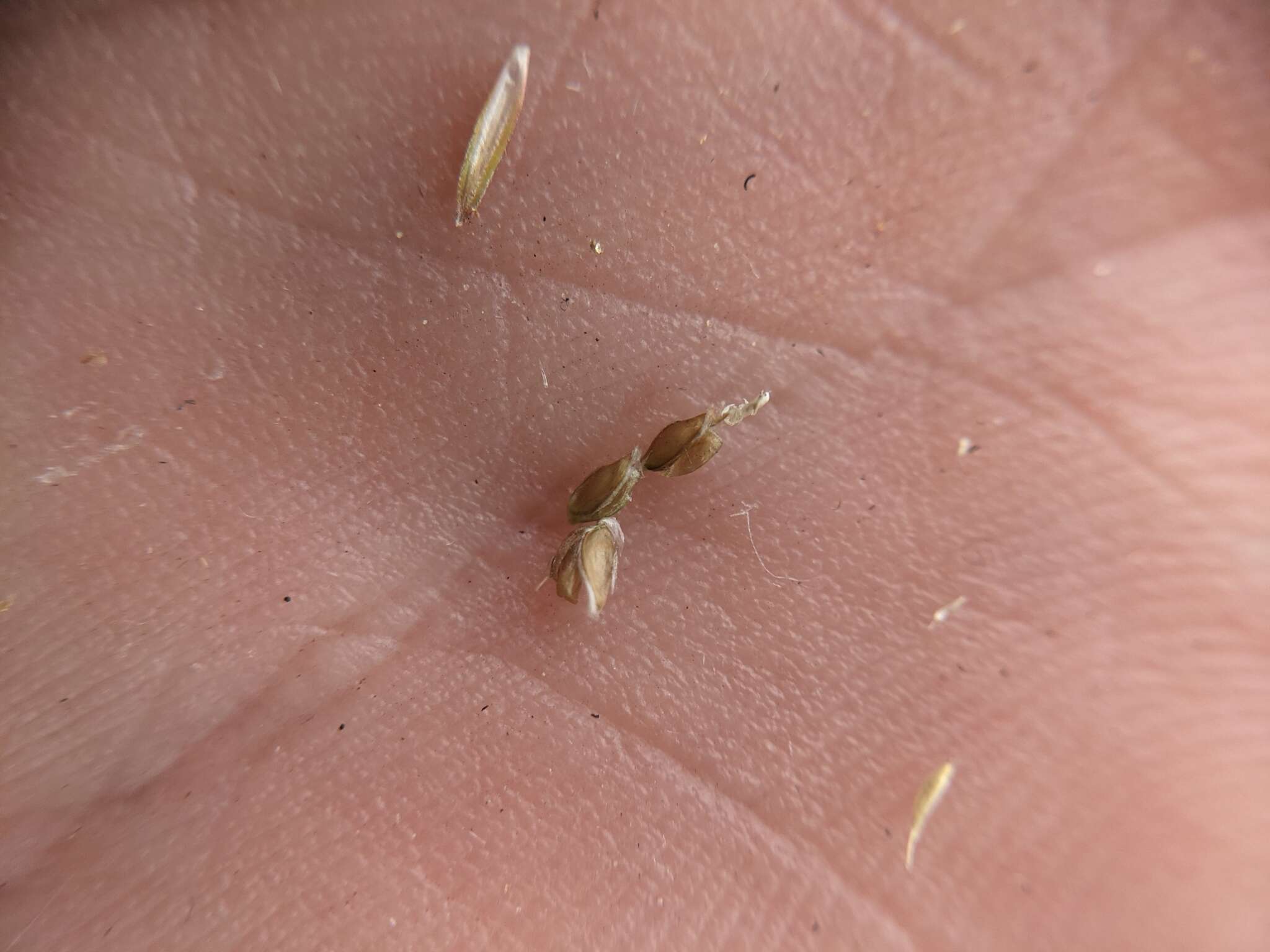 Image of Caribbean fingergrass