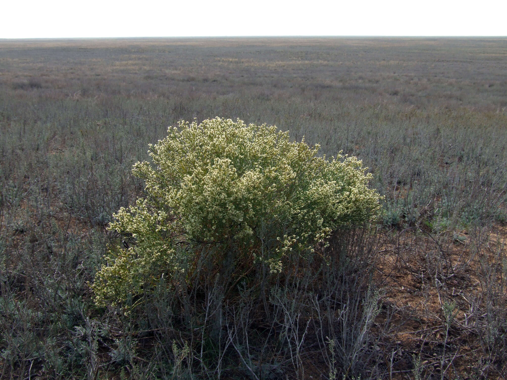 Image of Anabasis aphylla L.