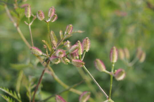 Image de Torilis scabra (Thunb.) DC.