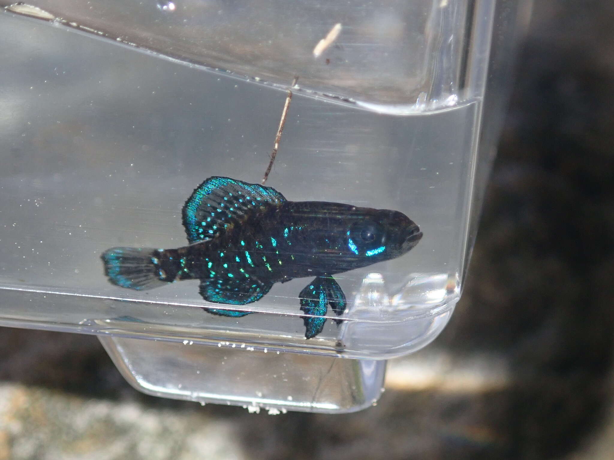 Image of Okefenokee Pygmy Sunfish
