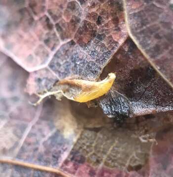 Image of Phyllonorycter trinotella (Braun 1908)