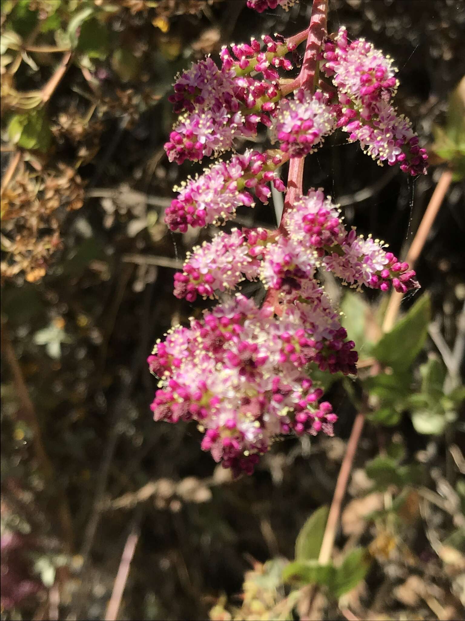 Image of Anredera diffusa (Moq.) Sperling