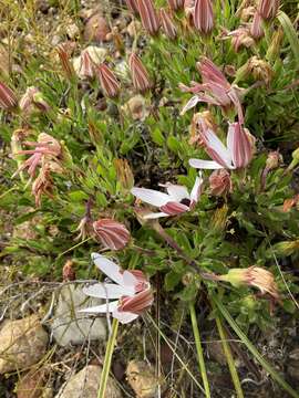 Image de Dimorphotheca walliana (Norl.) B. Nord.