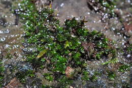 Image of crumia moss