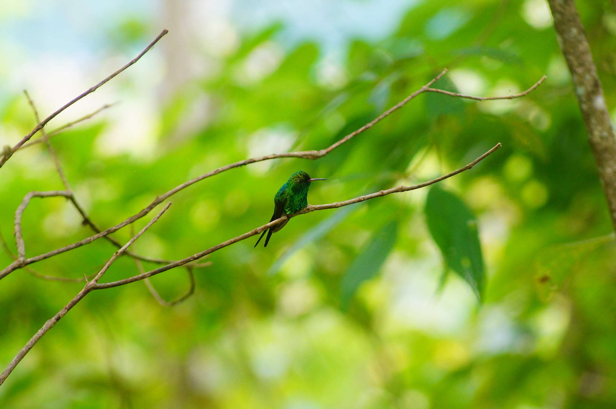 Image of Golden-crowned Emerald