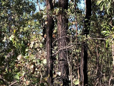 Image of Broad-leaved Red Ironbark