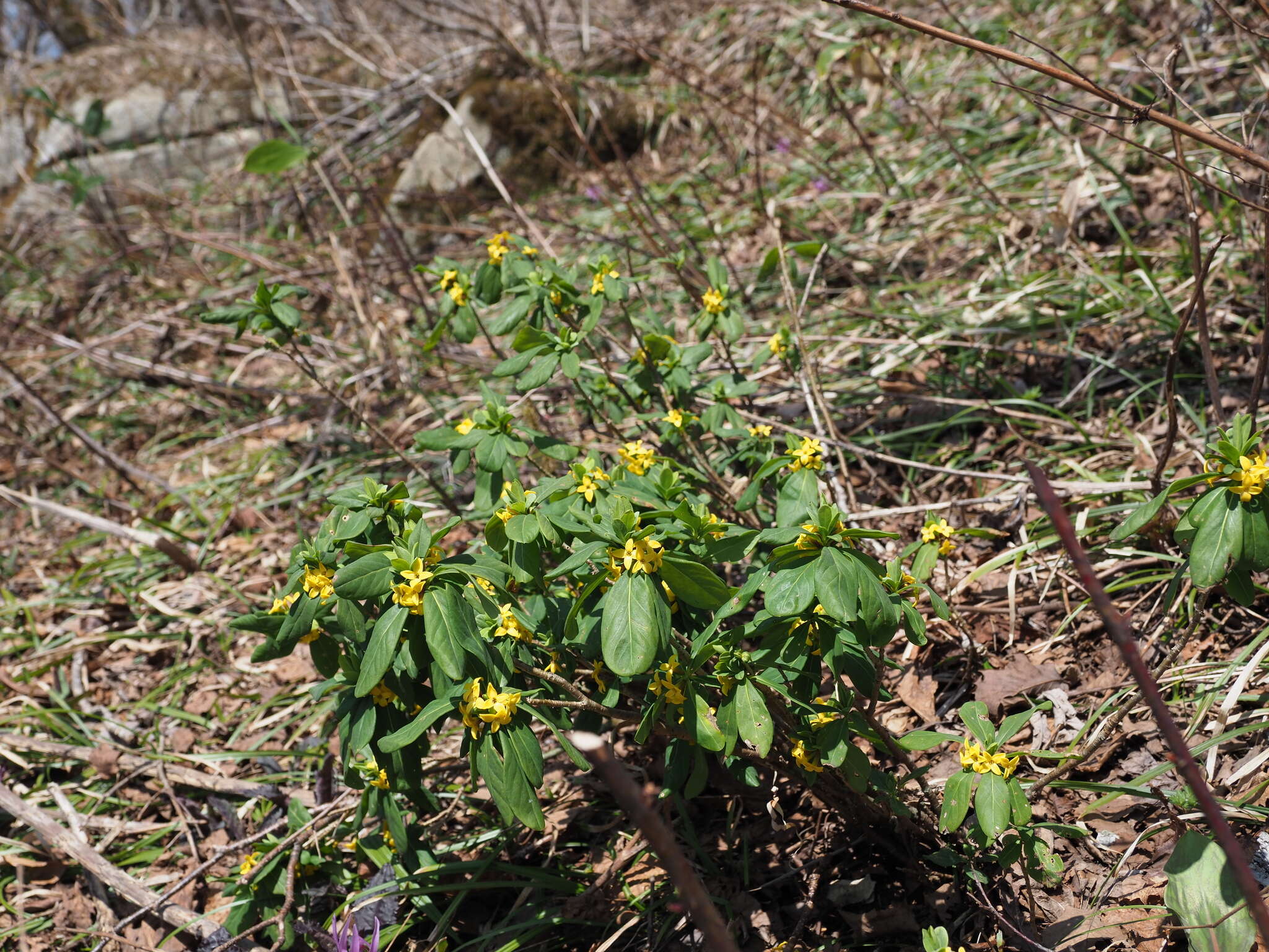 Imagem de Daphne jezoensis Maxim.